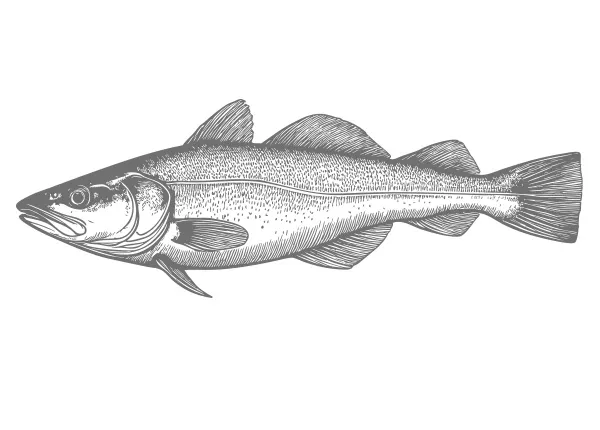 Pacific Cod illustration representing sustainably sourced cod by Marder Seafood